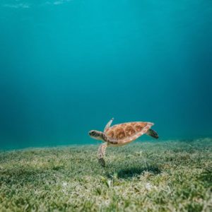 10 Razones para visitar Aruba. Déjate Llevar! – Te Llevo de Viaje